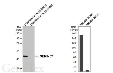 Anti-SERINC1 antibody [HL6988] used in Western Blot (WB). GTX649850