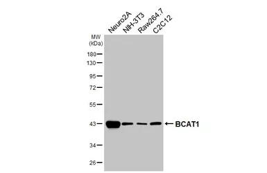 Anti-BCAT1 antibody [HL6992] used in Western Blot (WB). GTX649854