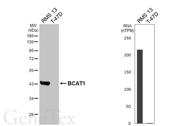 Anti-BCAT1 antibody [HL6992] used in Western Blot (WB). GTX649854