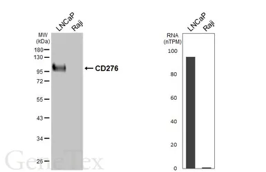 Anti-CD276 antibody [GT460] used in Western Blot (WB). GTX649875
