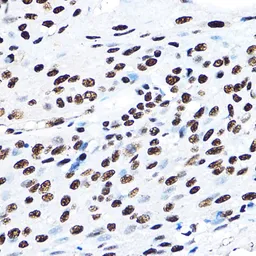 Anti-SF3A3 antibody used in IHC (Paraffin sections) (IHC-P). GTX64988