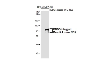 Anti-Deer tick virus NS5 antibody [HL7016] used in Western Blot (WB). GTX649889