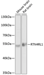 Anti-RTN4RL1 antibody used in Western Blot (WB). GTX64991