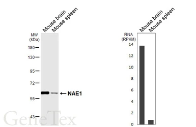 Anti-NAE1 antibody [HL7037] used in Western Blot (WB). GTX649910