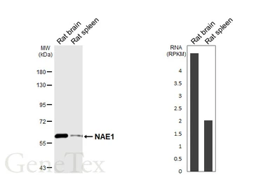 Anti-NAE1 antibody [HL7037] used in Western Blot (WB). GTX649910