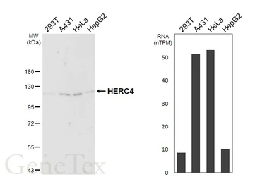 Anti-HERC4 antibody [HL7042] used in Western Blot (WB). GTX649915