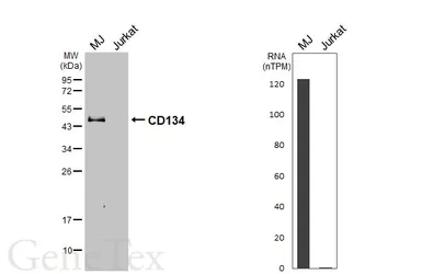 Anti-CD134 antibody [GT467] used in Western Blot (WB). GTX649925