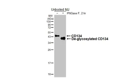 Anti-CD134 antibody [GT467] used in Western Blot (WB). GTX649925