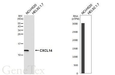 Anti-CXCL14 antibody [HL7052] used in Western Blot (WB). GTX649934