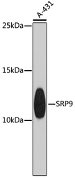 Anti-SRP9 antibody used in Western Blot (WB). GTX65530