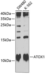 Anti-ATOX1 antibody used in Western Blot (WB). GTX65531