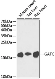 Anti-GATC antibody used in Western Blot (WB). GTX65543