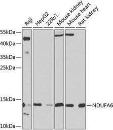 Anti-NDUFA6 antibody used in Western Blot (WB). GTX65550
