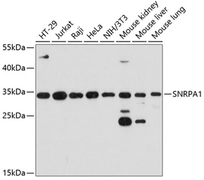 Anti-SNRPA1 antibody used in Western Blot (WB). GTX65569