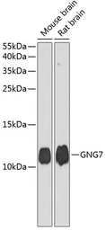 Anti-GNG7 antibody used in Western Blot (WB). GTX65584