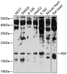Anti-PDF antibody used in Western Blot (WB). GTX65587