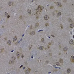 Anti-POLR2L antibody used in IHC (Paraffin sections) (IHC-P). GTX65590