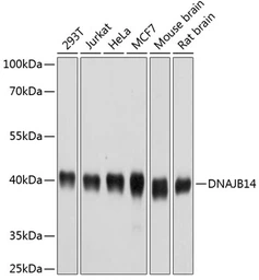 Anti-DNAJB14 antibody used in Western Blot (WB). GTX65594