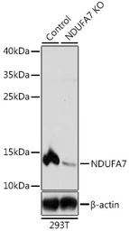Anti-NDUFA7 antibody used in Western Blot (WB). GTX65602