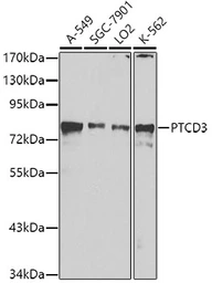 Anti-PTCD3 antibody used in Western Blot (WB). GTX65603