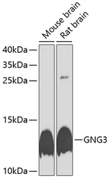 Anti-GNG3 antibody used in Western Blot (WB). GTX65606
