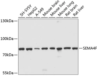 Anti-SEMA4F antibody used in Western Blot (WB). GTX65618
