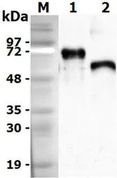 Mouse Progranulins protein. GTX65642-pro