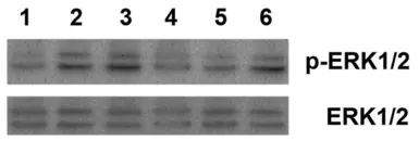 Mouse Progranulins protein. GTX65642-pro