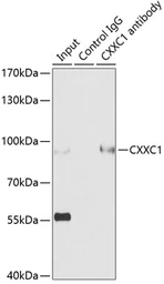 Anti-CGBP antibody used in Immunoprecipitation (IP). GTX65832