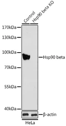 Anti-Hsp90 beta antibody used in Western Blot (WB). GTX65840