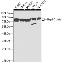 Anti-Hsp90 beta antibody used in Western Blot (WB). GTX65840