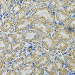 Anti-Hsp90 beta antibody used in IHC (Paraffin sections) (IHC-P). GTX65840