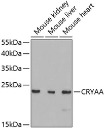 Anti-alpha A Crystallin antibody used in Western Blot (WB). GTX65843