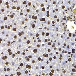 Anti-HIRIP3 antibody used in IHC (Paraffin sections) (IHC-P). GTX65853