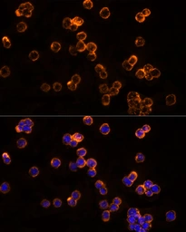 Anti-CLIC1 antibody used in Immunocytochemistry/ Immunofluorescence (ICC/IF). GTX65866