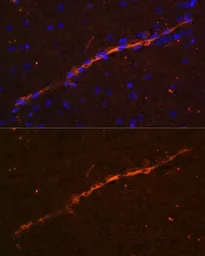 Anti-CD34 antibody used in IHC (Paraffin sections) (IHC-P). GTX65867
