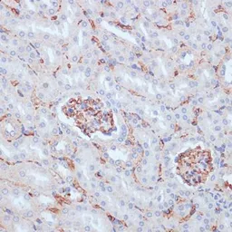 Anti-CD34 antibody used in IHC (Paraffin sections) (IHC-P). GTX65867