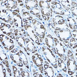 Anti-ATP5O antibody used in IHC (Paraffin sections) (IHC-P). GTX65873