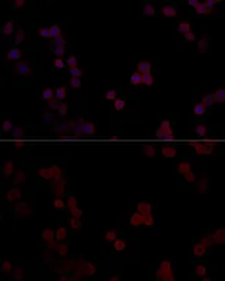 Anti-PPP5C antibody used in Immunocytochemistry/ Immunofluorescence (ICC/IF). GTX65877