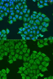 Anti-STX12 antibody used in Immunocytochemistry/ Immunofluorescence (ICC/IF). GTX65901