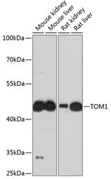 Anti-TOM1 antibody used in Western Blot (WB). GTX65905