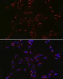 Anti-COPB2 antibody used in Immunocytochemistry/ Immunofluorescence (ICC/IF). GTX65917