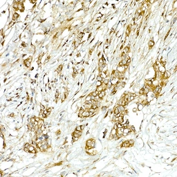 Anti-COPB2 antibody used in IHC (Paraffin sections) (IHC-P). GTX65917