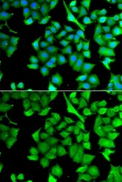 Anti-NAT13 antibody used in Immunocytochemistry/ Immunofluorescence (ICC/IF). GTX65919