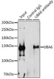 Anti-UBA6 antibody used in Immunoprecipitation (IP). GTX65920