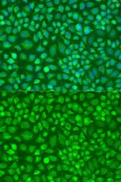Anti-DNAL1 antibody used in Immunocytochemistry/ Immunofluorescence (ICC/IF). GTX65922