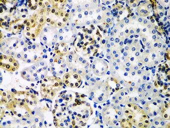 Anti-HDAC2 antibody used in IHC (Paraffin sections) (IHC-P). GTX65924