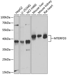 Anti-MTERFD3 antibody used in Western Blot (WB). GTX65932