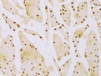 Anti-HIST2H2BE antibody used in IHC (Paraffin sections) (IHC-P). GTX65940