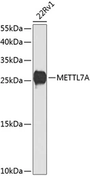 Anti-METTL7A antibody used in Western Blot (WB). GTX65969